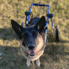 Picture for category Recovery &amp; Rehabilitation Products